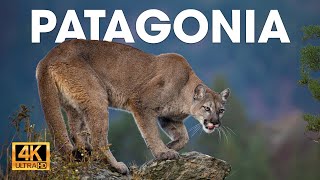 PATAGONIA  El Último Ecosistema Salvaje de la Tierra  Documentales completos [upl. by Bright226]