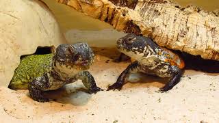 Elevages Lisard 2020 Uromastyx nigriventris adults eating flowers [upl. by Norrab]