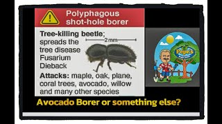 Avocado Tree Borers  How to Spot tree damage  Common Fungal Diseases in Your Avocado Fruit Tree [upl. by Samy669]