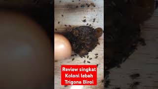 Review singkat Koloni lebah Trigona Biroi bee panenmadulebah beekeeping lebahmadu lebahtrigona [upl. by Merrielle]