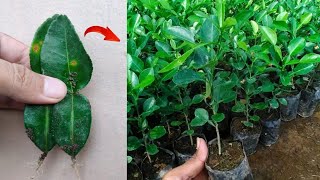 How to grow kaffir lime tree from leaves in pots [upl. by Retlaw]