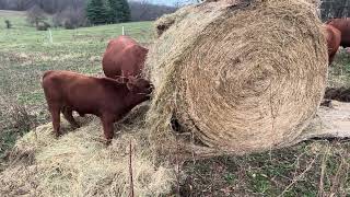 Bale grazing and unrolling hay in my cover crops [upl. by Ly290]