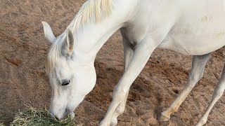 Hoof shoeing and Restorationhorse satisfying farrier farrierlife asmar خیل [upl. by Goldberg]