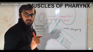 MUSCLES OF PHARYNX  ANATOMY [upl. by Gunther]