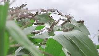 Biopesticides for Locust Control [upl. by Bald]