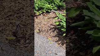 The Bush StoneCurlew protects its chicks [upl. by Aniretak]