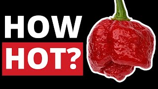 Trinidad Moruga Scorpion Pepper on the Scoville Scale [upl. by Naerda441]