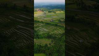 quot🌾✨ Explore the breathtaking beauty of the rice terraces at Mount Batukaru Bali bali tabanan [upl. by Rohn480]