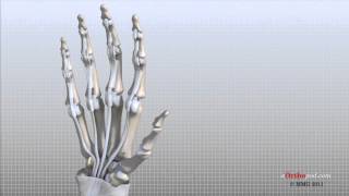 Hand Anatomy Animated Tutorial [upl. by Blithe]