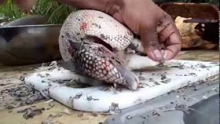 Armadillo hunting in Florida  graphic catching wild animals for food catch and cook [upl. by Ilka]