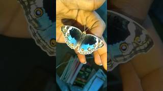 Blue Pansy Butterfly  Junonia Orithya Eyed Pansy  Blue Argus [upl. by Anrym]