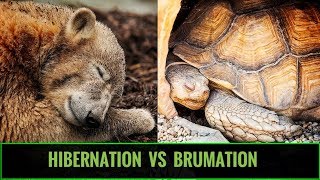 Hibernation vs Brumation for REPTILES [upl. by Nosliw]