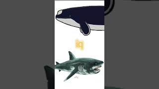 Scaldicetus vs cretoxyrhina mantelli vsedit vs edit paleontology cetaceans sharks spermwhale [upl. by Epoh]