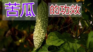 苦瓜的功效和作用，苦瓜食疗方法苦瓜食用禁忌 [upl. by Trisha]